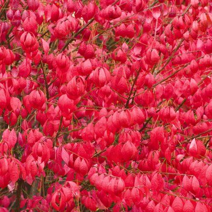 Fusain ailé - Leaderplant