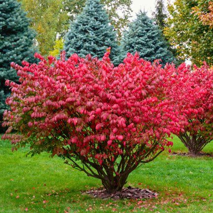 Fusain ailé - Leaderplant