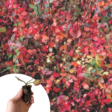 Fusain rampant Darts Blanket en mimi-motte - Leaderplant