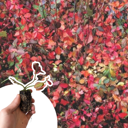 Fusain rampant Darts Blanket en mimi-motte - Leaderplant