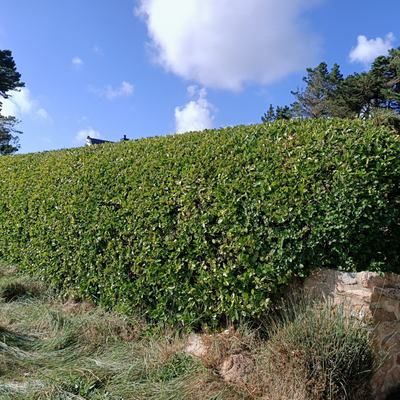 Fusain du Japon - Leaderplant