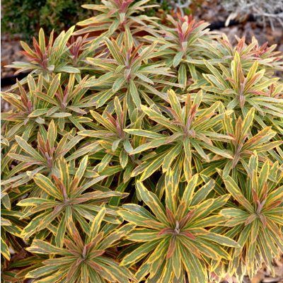 Euphorbe Ascoot Rainbow ® - Leaderplant