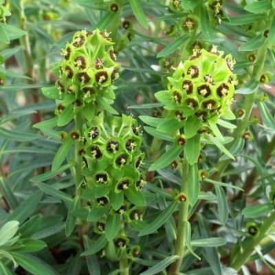 Euphorbe Black Pearl - Leaderplant