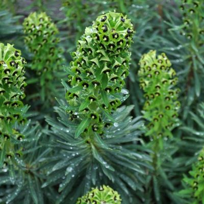 Euphorbe Black Pearl - Leaderplant