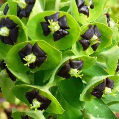 Euphorbe Black Pearl - Leaderplant