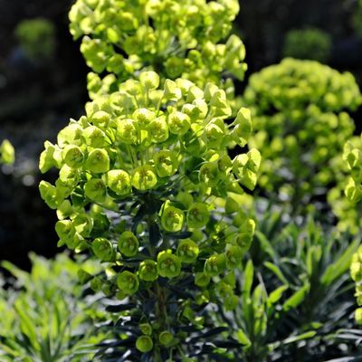 Euphorbe Wulfenii  - Leaderplant