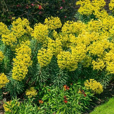 Euphorbe Wulfenii  - Leaderplant