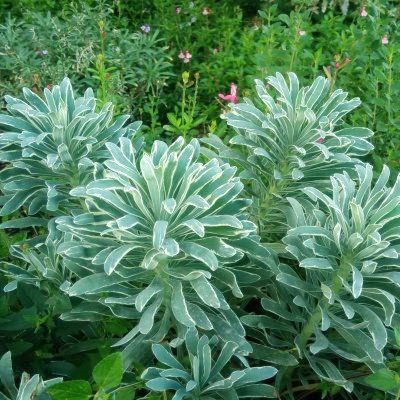 Euphorbe panachée Glacier - Leaderplant