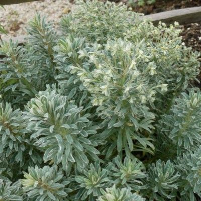 Euphorbe panachée Glacier - Leaderplant