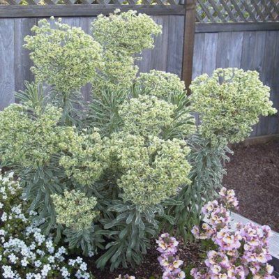 Euphorbe panachée Glacier - Leaderplant