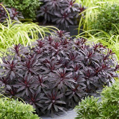 Euphorbe Miners merlot ® - Leaderplant