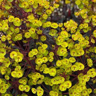 Euphorbe Miners merlot ® - Leaderplant