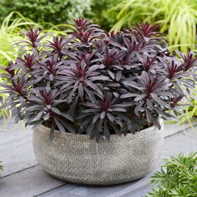 Euphorbe Miners merlot ® - Leaderplant