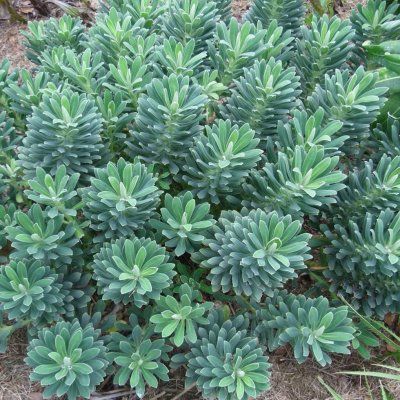 Euphorbe Portugues Velvet - Leaderplant