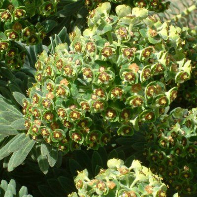 Euphorbe Portugues Velvet - Leaderplant