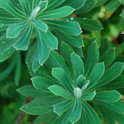 Euphorbe Portugues Velvet - Leaderplant