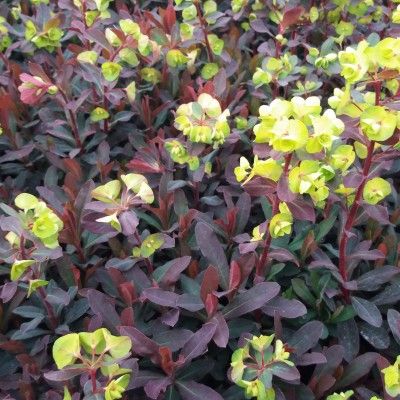 Euphorbe pourpre - Leaderplant