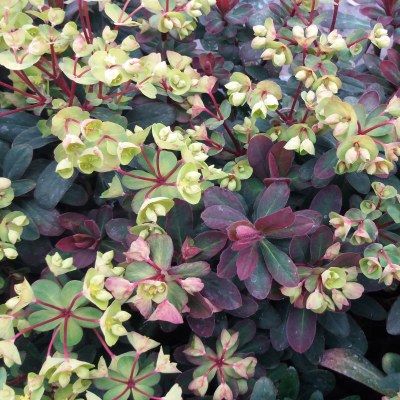 Euphorbe pourpre - Leaderplant