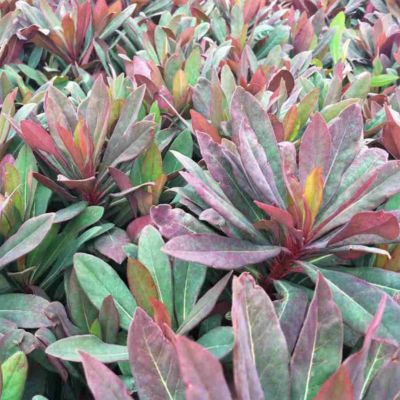 Euphorbe Ruby Glow - Leaderplant