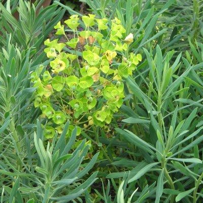 Euphorbe Naine wulfenii Shorty ® - Leaderplant