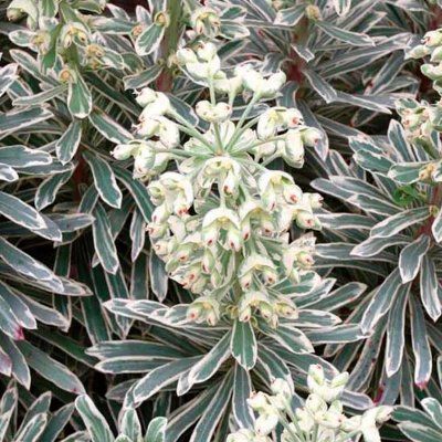 Euphorbe panachée Silver Swan ® - Leaderplant
