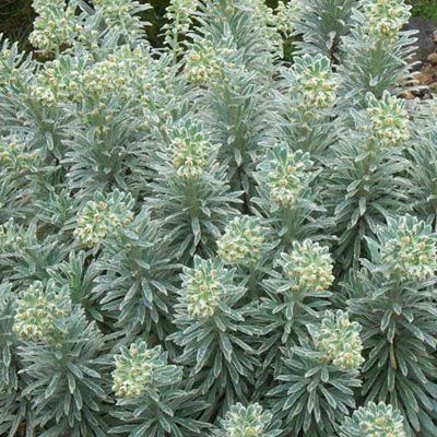 Euphorbe panachée Silver Swan ® - Leaderplant