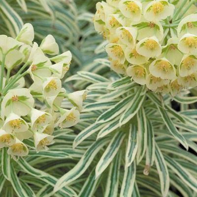 Euphorbe Tasmanian Tiger ® - Leaderplant