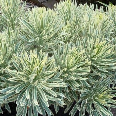 Euphorbe Tasmanian Tiger ® - Leaderplant