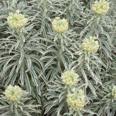 Euphorbe Tasmanian Tiger ® - Leaderplant