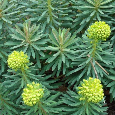 Euphorbe Naine wulfenii Shorty ® - Leaderplant
