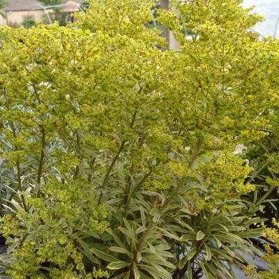 Euphorbe Ascoot Rainbow ® - Leaderplant