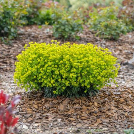 Euphorbe Ascot Petite ® - Leaderplant