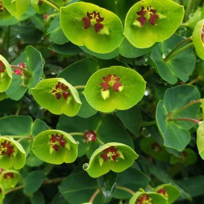 Euphorbe Tiny Tim - Leaderplant