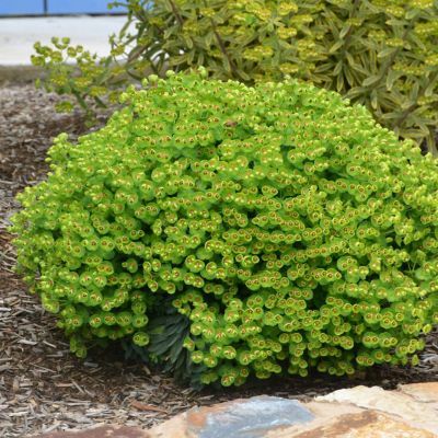 Euphorbe Tiny Tim - Leaderplant