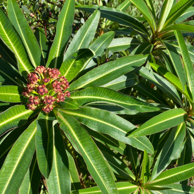 Euphorbe mellifère  - Leaderplant