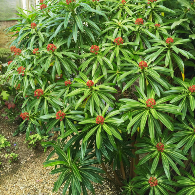 Euphorbe mellifère  - Leaderplant