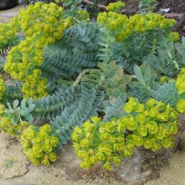 Euphorbe myrsinite - Leaderplant