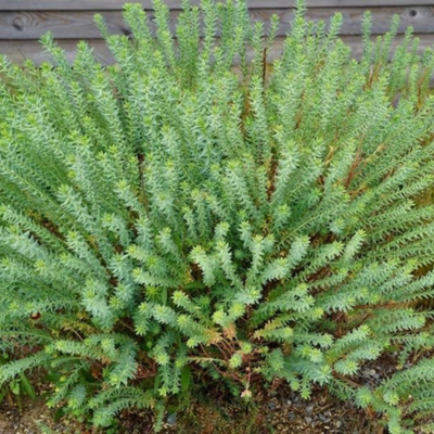Euphorbe Ponte Leccia  - Leaderplant