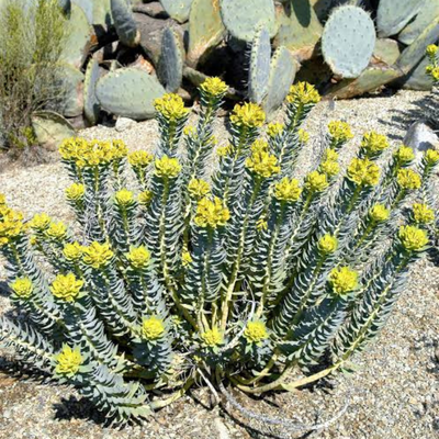 Euphorbe rigide  - Leaderplant