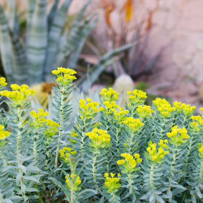 Euphorbe rigide  - Leaderplant