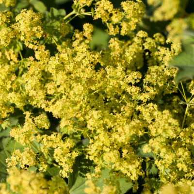 Euphorbe épineuse - Leaderplant