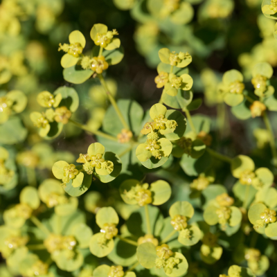 Euphorbe épineuse - Leaderplant