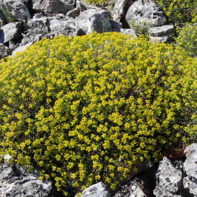 Euphorbe épineuse - Leaderplant