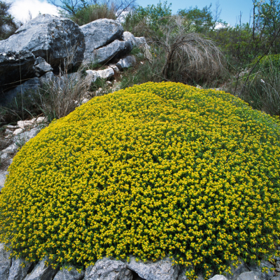 Euphorbe épineuse - Leaderplant