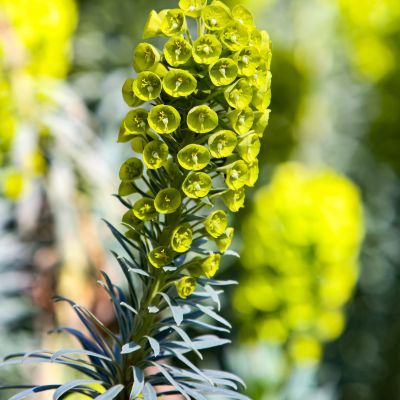 Euphorbe arbustive - Leaderplant