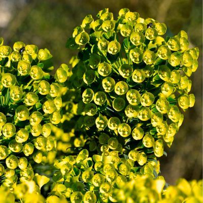 Euphorbe arbustive - Leaderplant