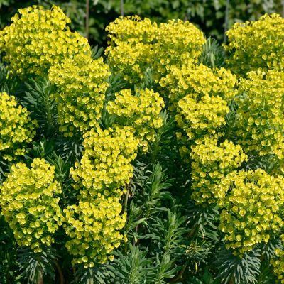 Euphorbe arbustive - Leaderplant