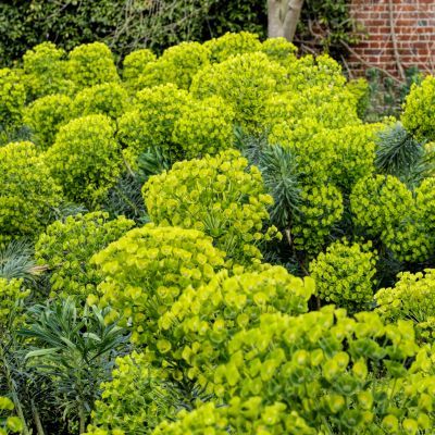 Euphorbe Humpty Dumpty - Leaderplant