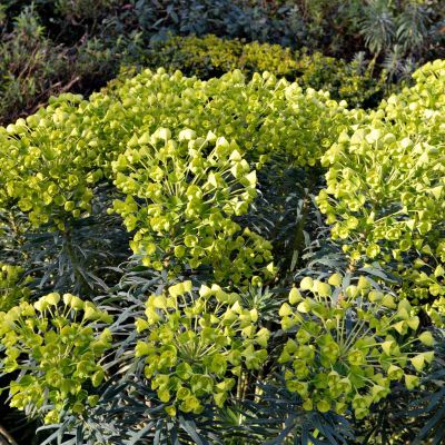 Euphorbe Humpty Dumpty - Leaderplant