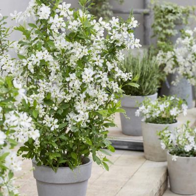 Exochorda Blushing Pearl ® - Leaderplant